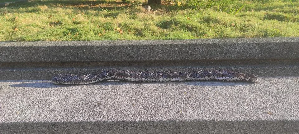 Dark Patterned Snake on Concrete &amp; Grass Stock Photos