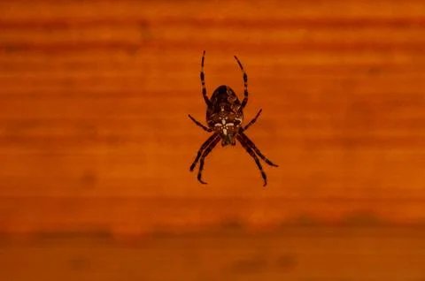 A dark patterned spider on an orange background Stock Photos