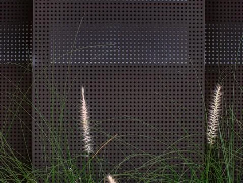 Dark Perforated Metal Panel Background with Ornamental Grass Silhouette in .. Stock Photos