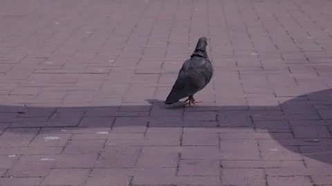 A dark pigeon bird wanders down a brick walkway in New York City Stock Footage 241498761