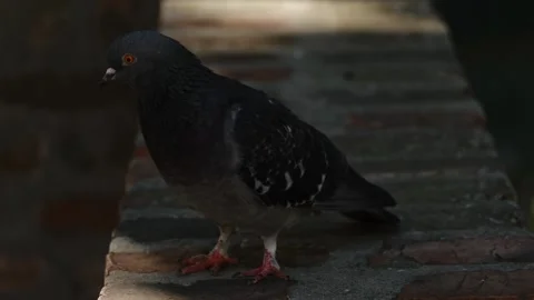 A dark pigeon standing on a brick ledge in soft shade with blurred background Stock Footage 325794614