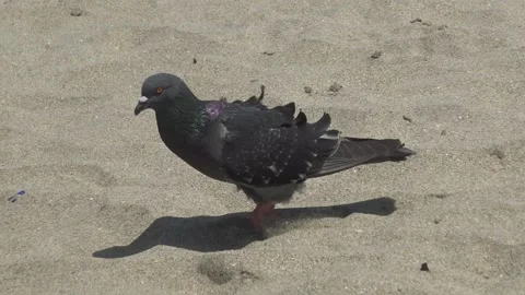 Dark Pigeon Walking on Sandy Beach – Close-Up Wildlife Footage Stock Footage 321583987