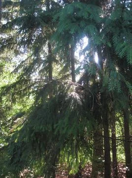 The dark pine and deciduous forest with sun. Stock Photos