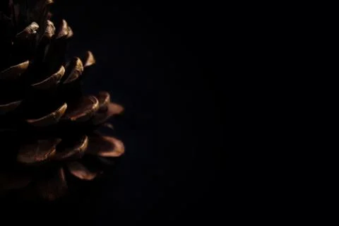 Dark pine cone with some light shining on it, on a black background Stock Photos
