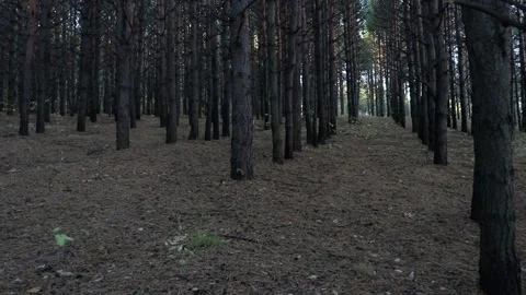 Dark pine forest in autumn. Walk in nature. Steps through the woods. Stock Footage 164385322