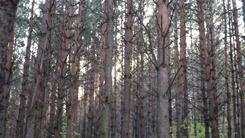 Dark pine forest in autumn. Walk in nature. Steps through the woods. Stock Footage 164385452