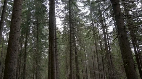 Dark pine forest at early spring pan shot Stock Footage 106799157