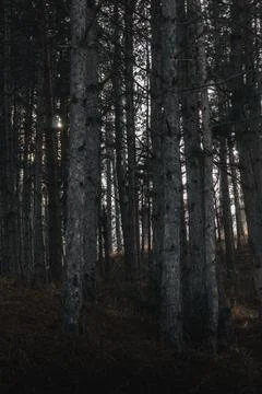 In the dark pine forest with light in the background. Stock Photos