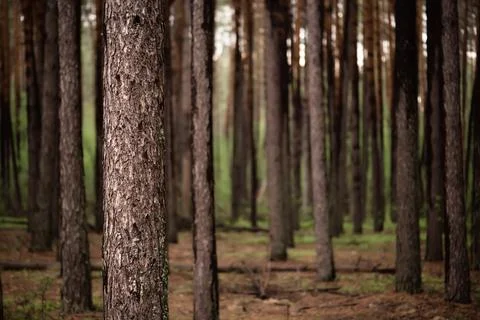 Dark pine forest Foto stock
