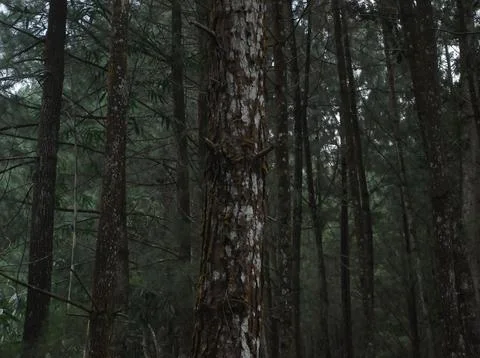 Dark Pine Forest Foto stock