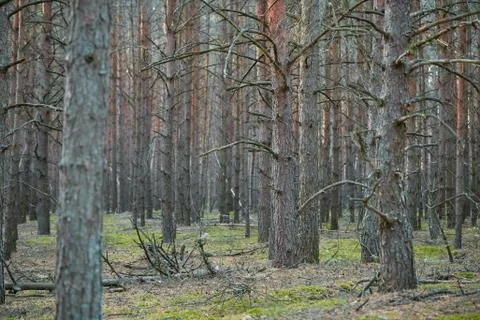 Dark pine forest slender trunks with bark Stock Photos
