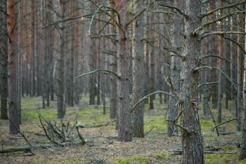 Dark pine forest slender trunks with bark Stock Photos