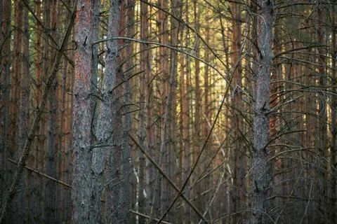 Dark pine forest slender trunks with bark Stock Photos