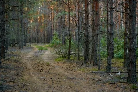 Dark pine forest slender trunks with bark Stock Photos