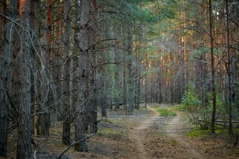 Dark pine forest slender trunks with bark Stock Photos