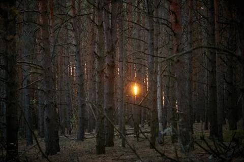 Dark pine forest slender trunks with bark Stock Photos