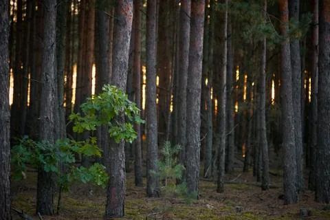 Dark pine forest slender trunks with bark Stock Photos