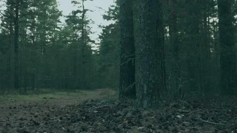 Dark pine forest in sunset Stock Footage 95174798