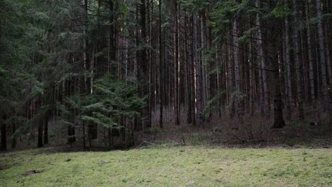Dark pine forest at sunset panoramic shot Stock Footage 258834063