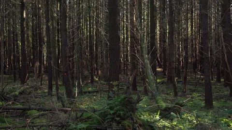 Dark Pine Forest at sunset where the sun hits a few branches. Stock Footage 219458524