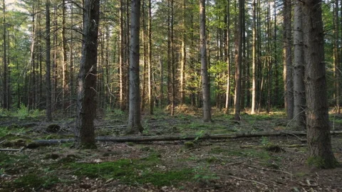 Dark Pine Forest at sunset where the sun hits a few branches with green leafs Stock Footage 219518626