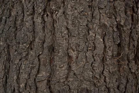 Dark pine tree bark with distinctive natural texture Stock Photos