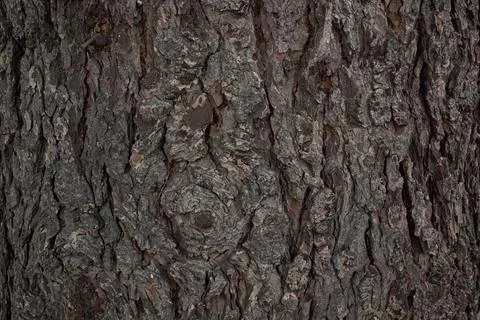 Dark pine tree bark with natural pattern and texture Stock Photos