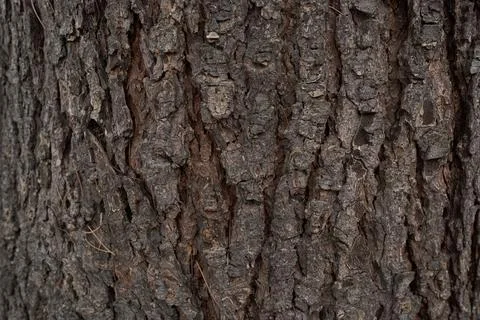Dark pine tree bark with rich natural texture Stock Photos
