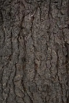 Dark pine tree bark with rugged natural texture Stock Photos