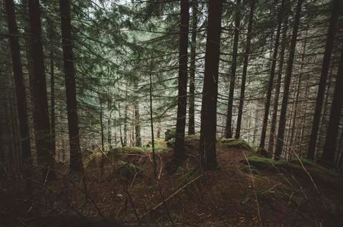Dark pine tree forest background Stock Photos