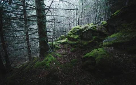 Dark pine tree forest night landscape 스톡 사진