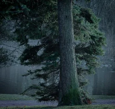 A dark pine tree in the mystic forest with a still water lake behind it Stock Photos
