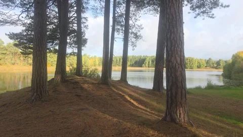 Dark Pine Tree Trunks Framing Bright Lake Reflection In Autumn Forest Stock Footage 348022743