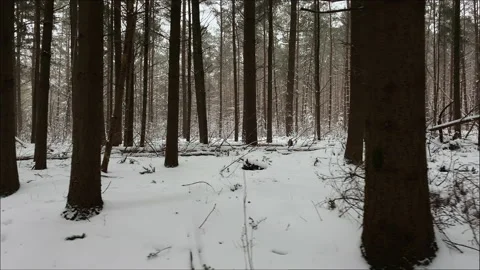 Dark pine trees contrast against the snow-covered ground at the forest Stock Footage 209149535