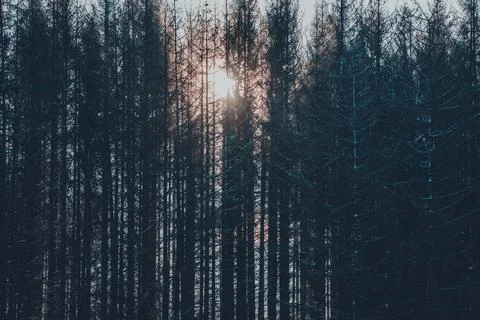 Dark pine trees in moody spruce forest with sun Stock Photos