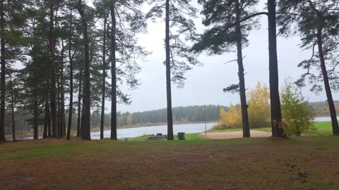Dark Pine Trees Silhouetted Against A Bright Misty Lake Stock Footage 348529206
