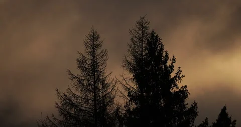 Dark pine trees stand against a backdrop of slowly passing dark clouds, Stock Footage 291741993