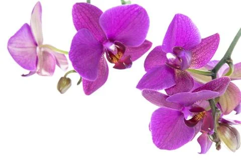 Dark ping orchid 库存照片