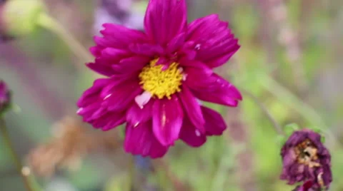 Dark Pink Cosmos Flower Video stock 45762337