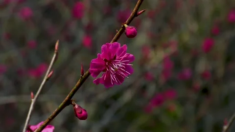 Dark pink double plum in early spring Stock Footage 145384701