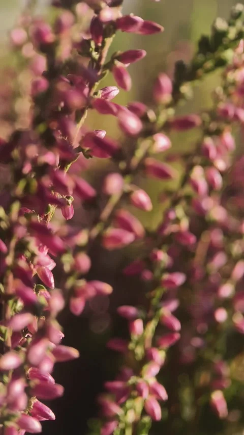 Dark pink heather, close up, macro, plants, garden, horticulture, conifers, ever Stock Footage 256746821