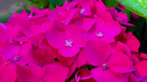 Dark pink Hydrangea flowers - close-up of flowers of ornamental plant in gard Stock Footage 314905183