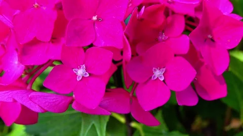 Dark pink Hydrangea flowers - close-up of flowers of ornamental plant in ga.. Stock Footage 317405857