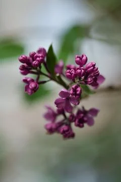 Dark pink lilac. Stockfoto's