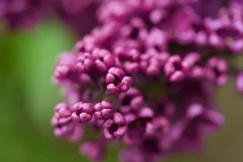 Dark pink lilac. 库存照片
