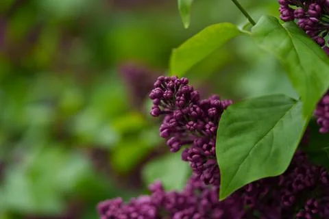 Dark pink lilac. Fotos de archivo
