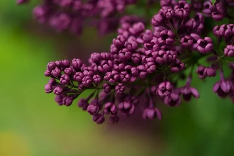 Dark pink lilac. Fotos de archivo