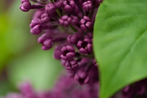 Dark pink lilac. Stock-Fotos
