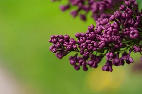 Dark pink lilac. 库存照片
