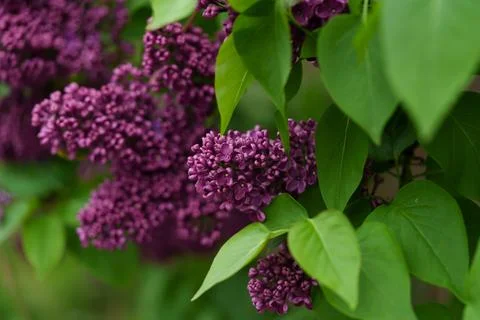 Dark pink lilac. 写真素材